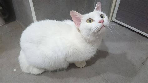 白花堂 養白貓